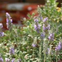 Lavandula x intermedia 'Grosso'