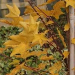 Acer cappadocicum 'Rubrum'