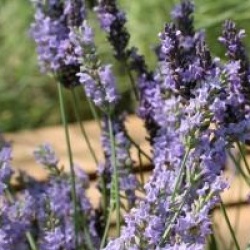 Lavandula x intermedia 'Grosso'