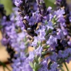 Lavandula x intermedia 'Grosso'