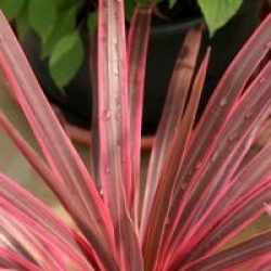 Cordyline australis 'Cherry Sensation' 