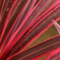 Cordyline australis 'Cherry Sensation' 