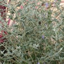 Teucrium fruticans