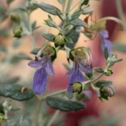 Teucrium fruticans