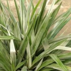 Astelia chathamica 'Silver Spear'