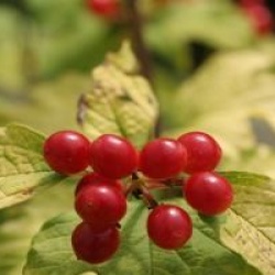 Viburnum opulus 'Anny's Magic Gold'