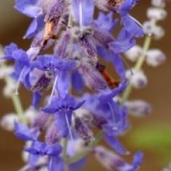 Perovskia atriplicifolia 'Blue Spire'