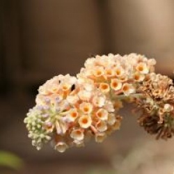 Buddleja x weyeriana 'Sungold'