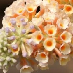 Buddleja x weyeriana 'Sungold'