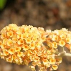 Buddleja x weyeriana 'Sungold'
