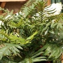  Blechnum tabulare