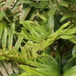  Blechnum tabulare