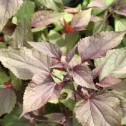 Eupatorium rugosum 'Chocolate'