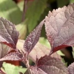 Eupatorium rugosum 'Chocolate'