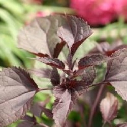 Eupatorium rugosum 'Chocolate'