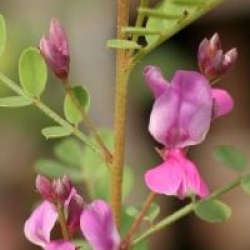 Indigofera himalayensis 'Silk Road' 