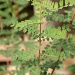 Indigofera himalayensis 'Silk Road' 