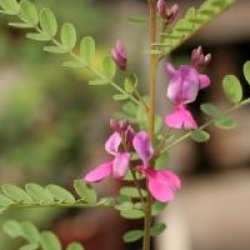 Indigofera himalayensis 'Silk Road' 