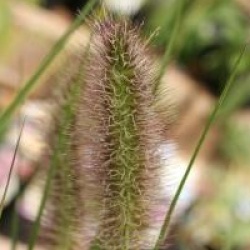 Pennisetum viridescens