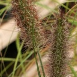 Pennisetum alopecuroides f. viridescens 