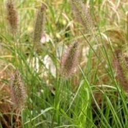 Pennisetum alopecuroides f. viridescens 