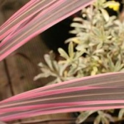 Cordyline australis 'Pink Fire' - Cordyline australis 'Pink Fire'