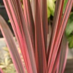 Cordyline australis 'Pink Fire'
