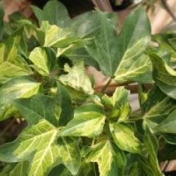 x Fatshedera Lizei 'Annemieke'