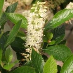 Clethra alnifolia 'September Beauty'