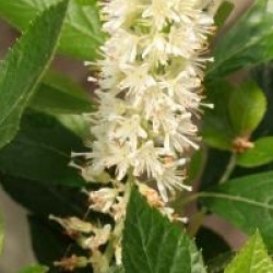 Clethra alnifolia 'September Beauty'