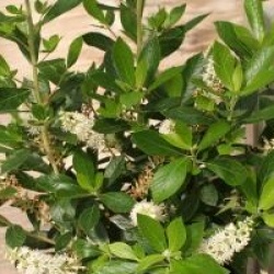 Clethra alnifolia 'September Beauty'