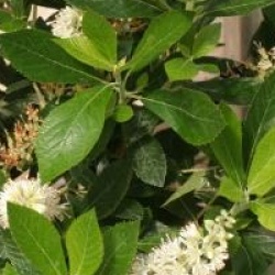 Clethra alnifolia 'September Beauty'