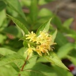 Diervilla x splendens