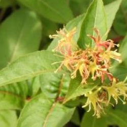 Diervilla x splendens