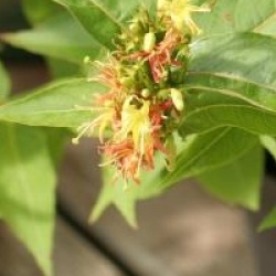 Diervilla x splendens