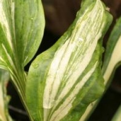 Hosta 'Undulata Mediovariegata' - Hosta 'Undulata Mediovariegata'