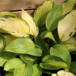 Hosta 'Color Festival'