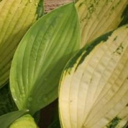 Hosta 'Color Festival'