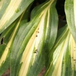 Hosta 'Cherry Berry'