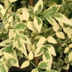 Jasminum officinalis 'Argenteovariegatum'