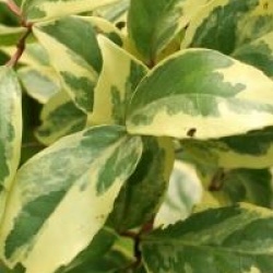 Kadsura japonica 'Fukurin' - Kadsura du Japon panach�