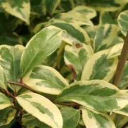 Kadsura japonica 'Fukurin'