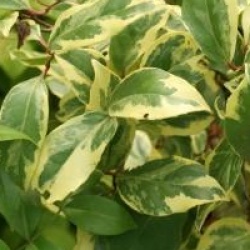 Kadsura japonica 'Fukurin'