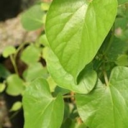 Aristolochia macrophylla