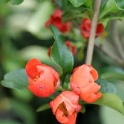 Chaenomeles speciosa 'Orange Trail' - Chaenomeles speciosa 'Orange Trail'
