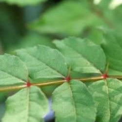 Zanthoxylum piperitum