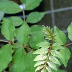 Zanthoxylum piperitum