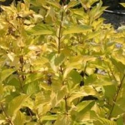 Cornus alba 'Aurea' 