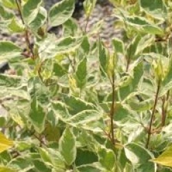 Cornus alba 'Elegantissima'