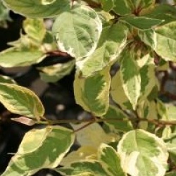 Cornus alba 'Cream Cracker' �